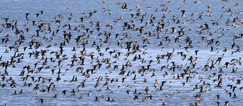 Humboldt Bay birds - photo copyright Loren Clark