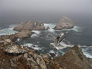 San Francisco Mile 13 - Course 2022 Landmark - Farallon Islands 